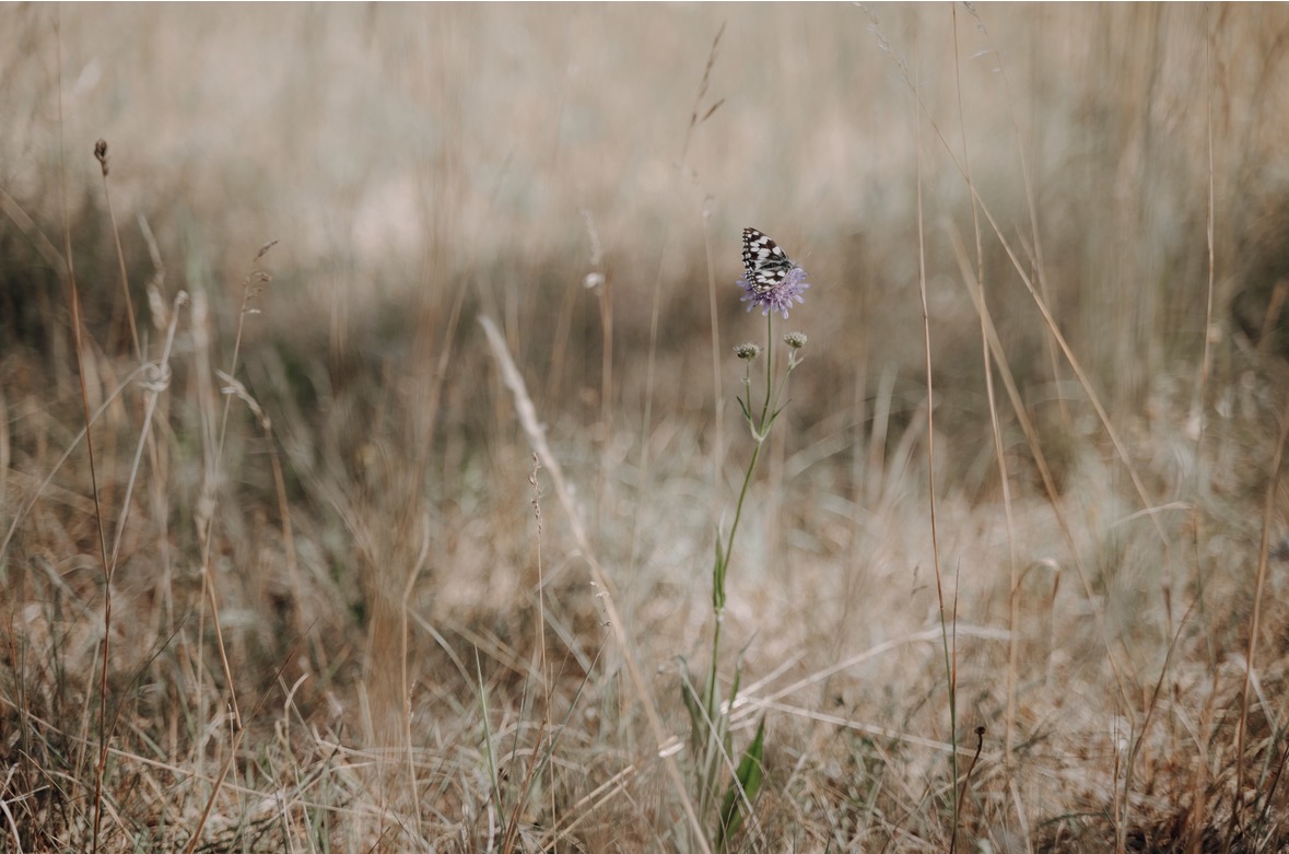 Scmetterling